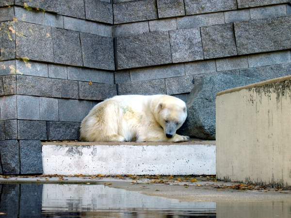 Eisbär