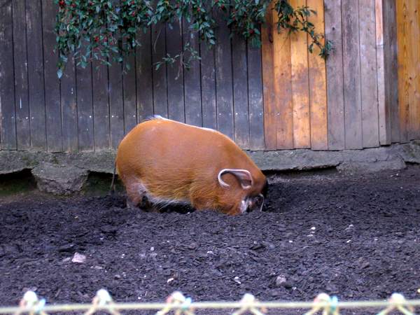 Pinselohrschwein