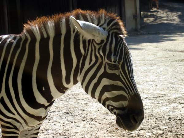 Zebra