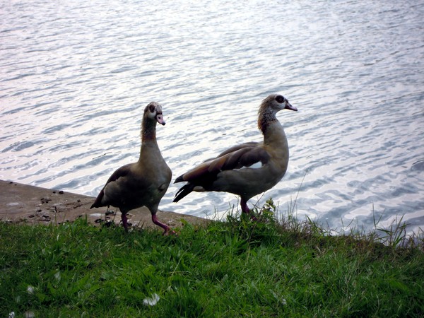 Nilgans-Paar